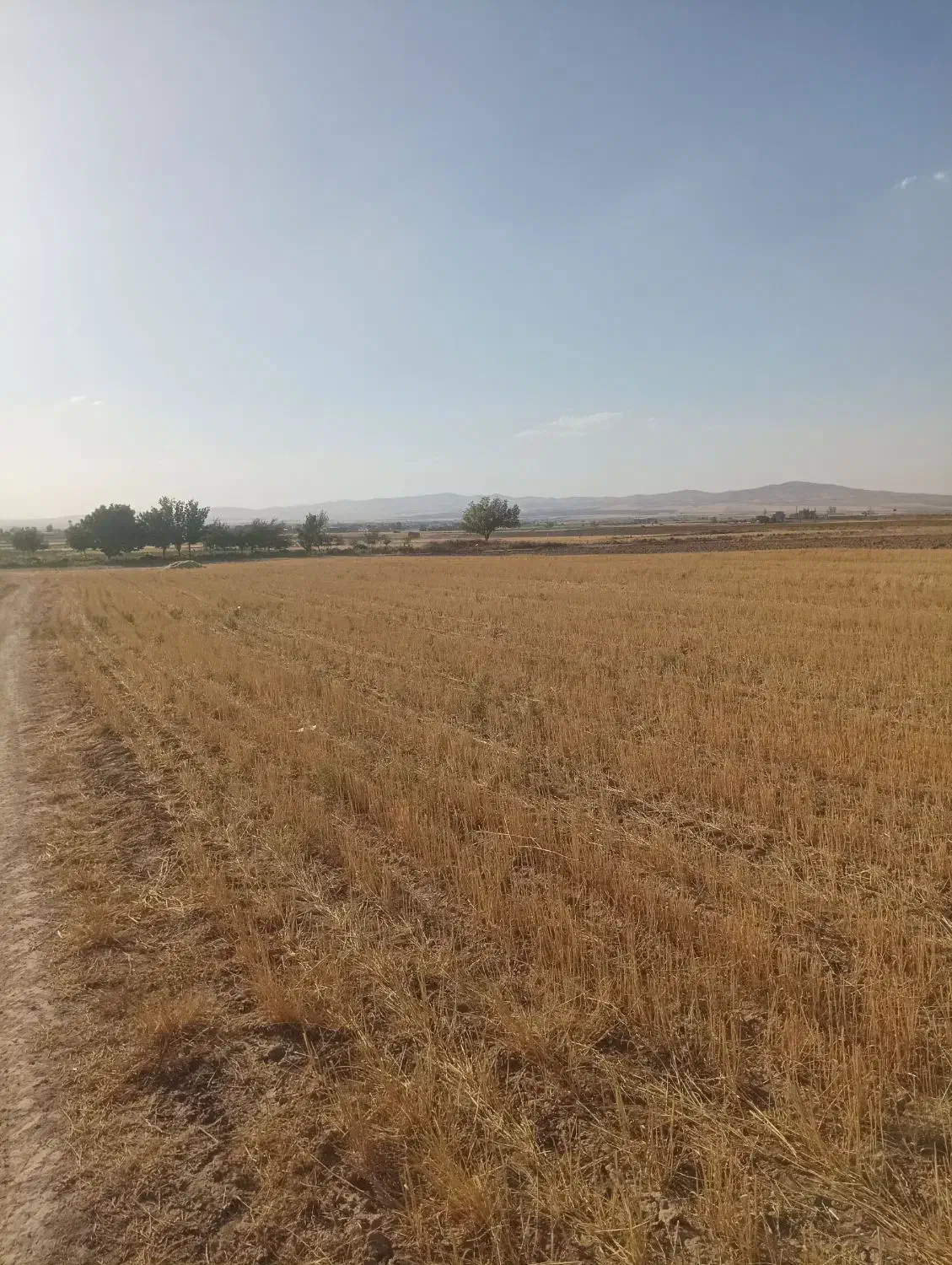 زمین کشاورزی،باغ،سوله|فروش دفتر صنعتی، کشاورزی، تجاری|همدان, |دیوار