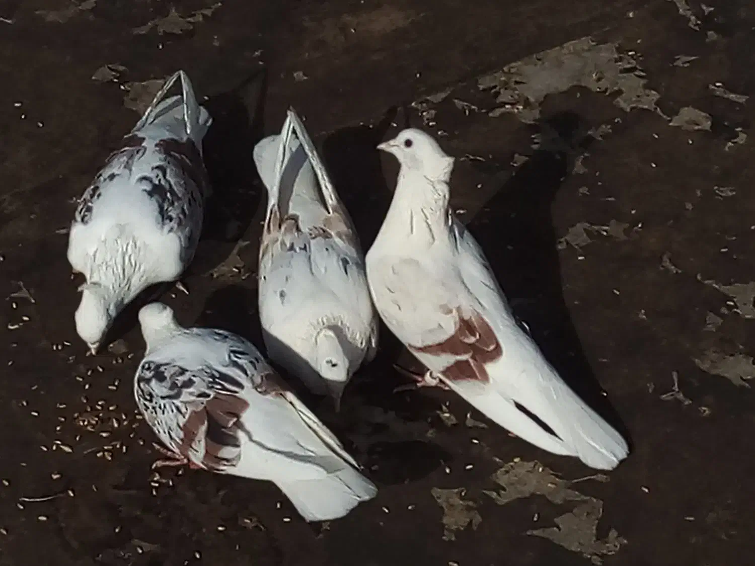 کفتر پشتدار و سرور|پرنده|پاکدشت, پاکدشت (مامازند)|دیوار