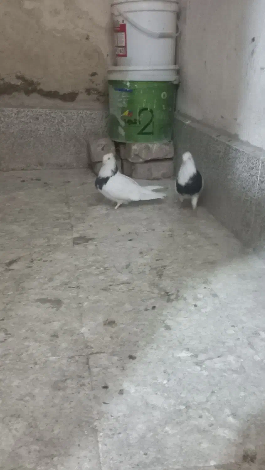 طوقی|پرنده|قم, ولیعصر|دیوار