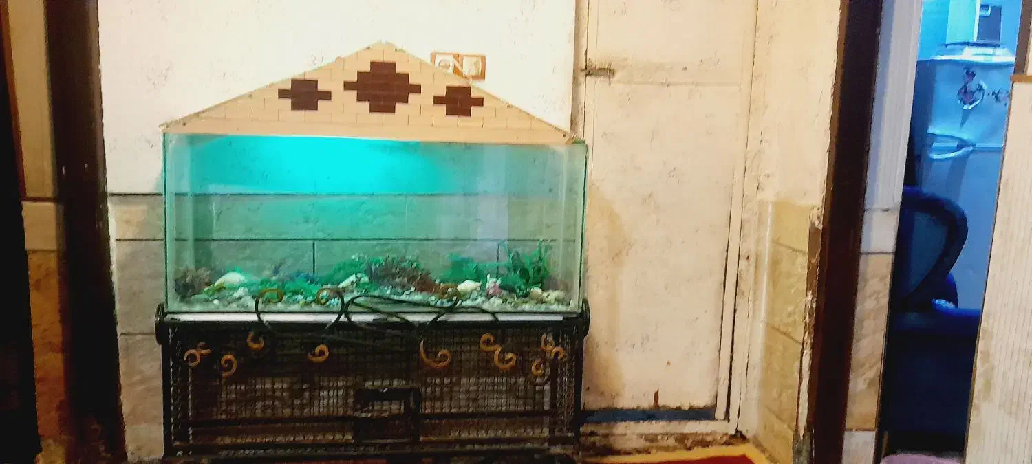 اکواریوم|ماهی|خرمشهر, |دیوار