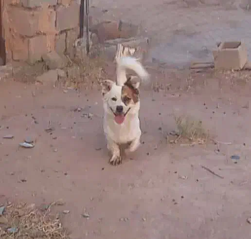 سگ پاکوتاه|سگ|کرمان, |دیوار