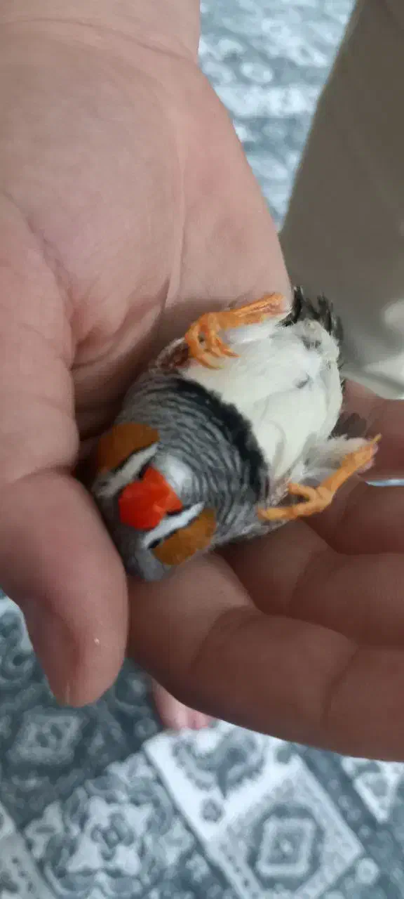 یک جفت فنچ به همراه تمام وسایل ها|پرنده|بهارستان, |دیوار