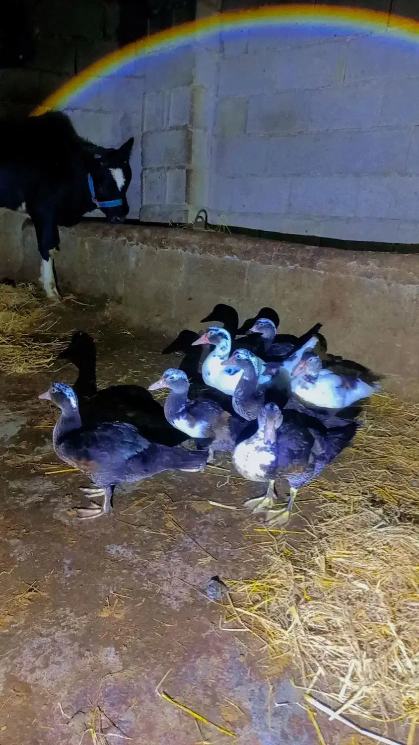 اردک اسراییلی|حیوانات مزرعه|شاندرمن, |دیوار