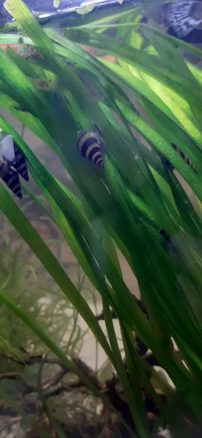 حلزون کیلر|ماهی|رودهن, |دیوار