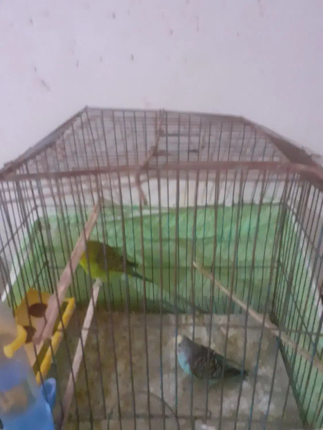 دو جفت مرغ عشق|پرنده|خرمشهر, |دیوار