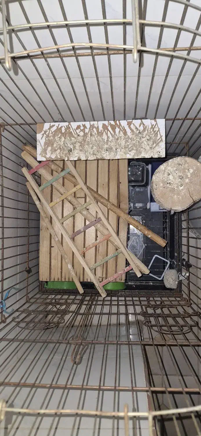 قفس بزرگ کاسکویی|لوازم جانبی حیوانات|بندرعباس, |دیوار