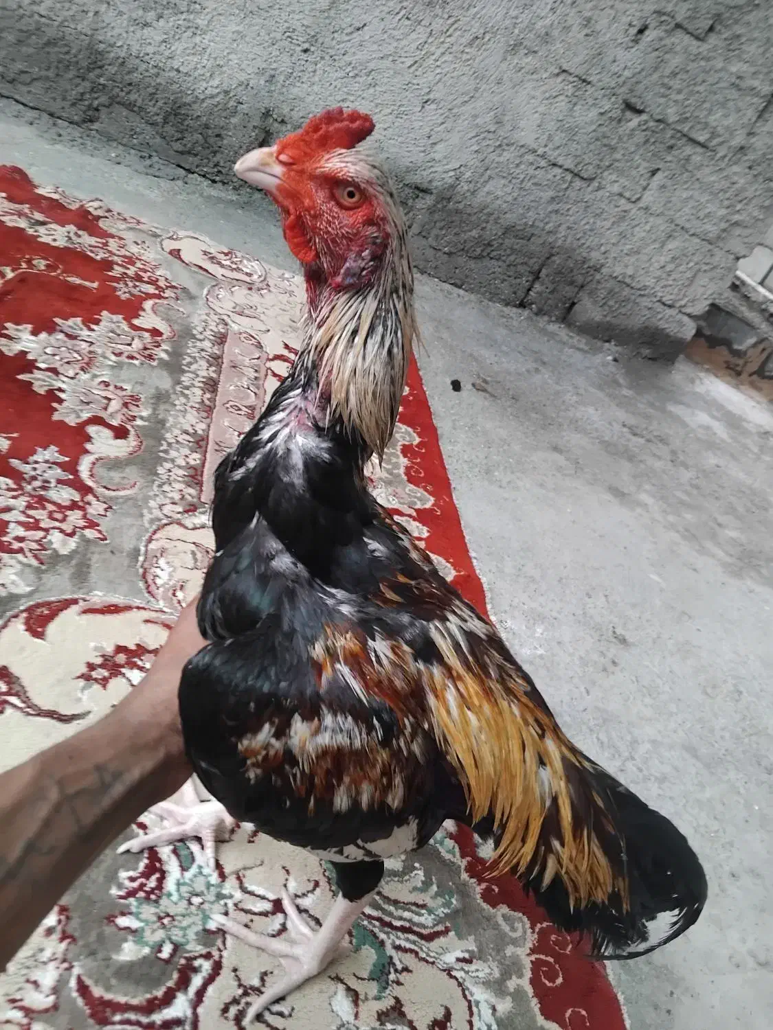 دوتا خروس|حیوانات مزرعه|رودان, |دیوار