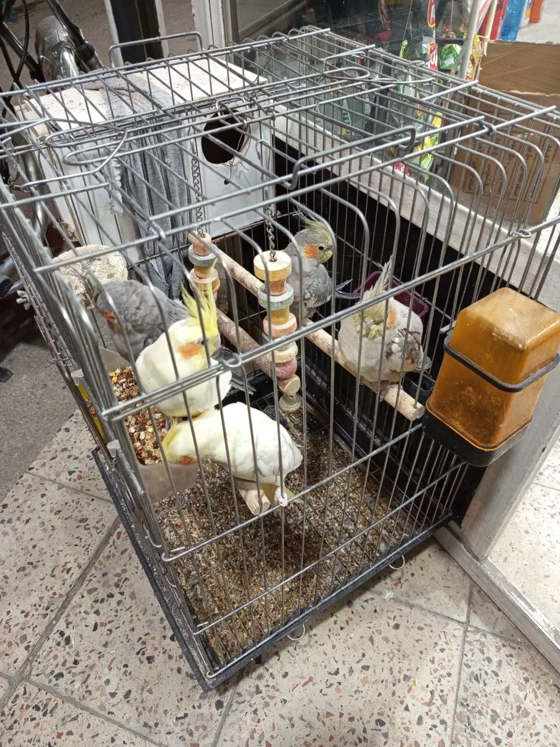 عروس هلندی بالغ|پرنده|گنبد کاووس, |دیوار