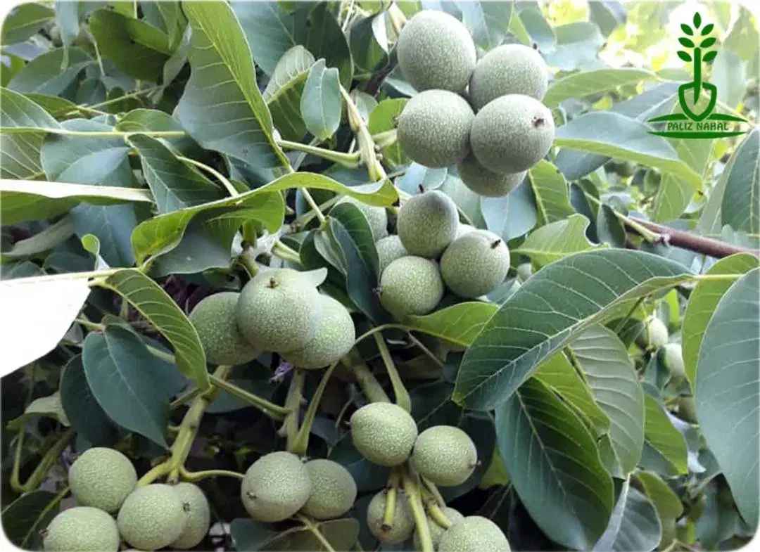 نهالستان گردو های پیوندی و پربار پالیز.|خدمات باغبانی و درختکاری|مهریز, |دیوار