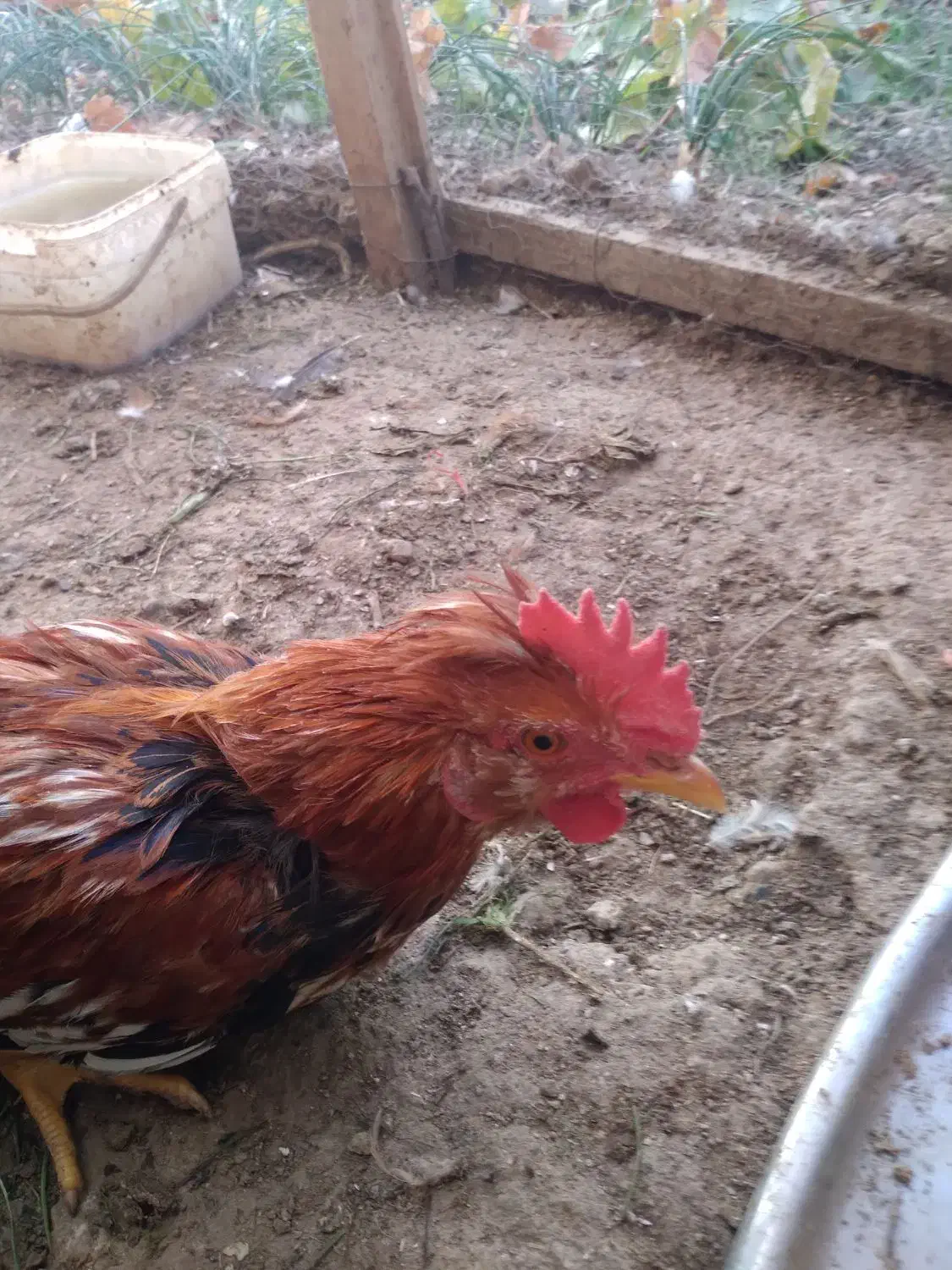 خروس گلین|حیوانات مزرعه|نجفآباد, یزدانشهر|دیوار