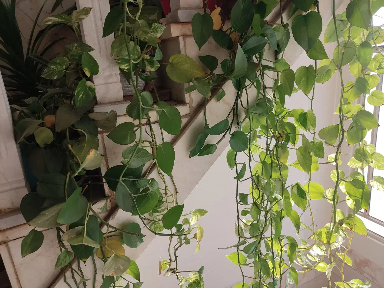 گل پتوس|گل و گیاه طبیعی|یزد, |دیوار