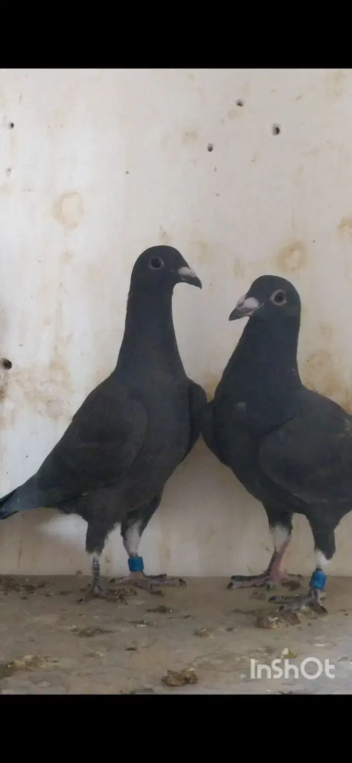 بزک سیاه سینه سفید جوجه|پرنده|گراش, |دیوار