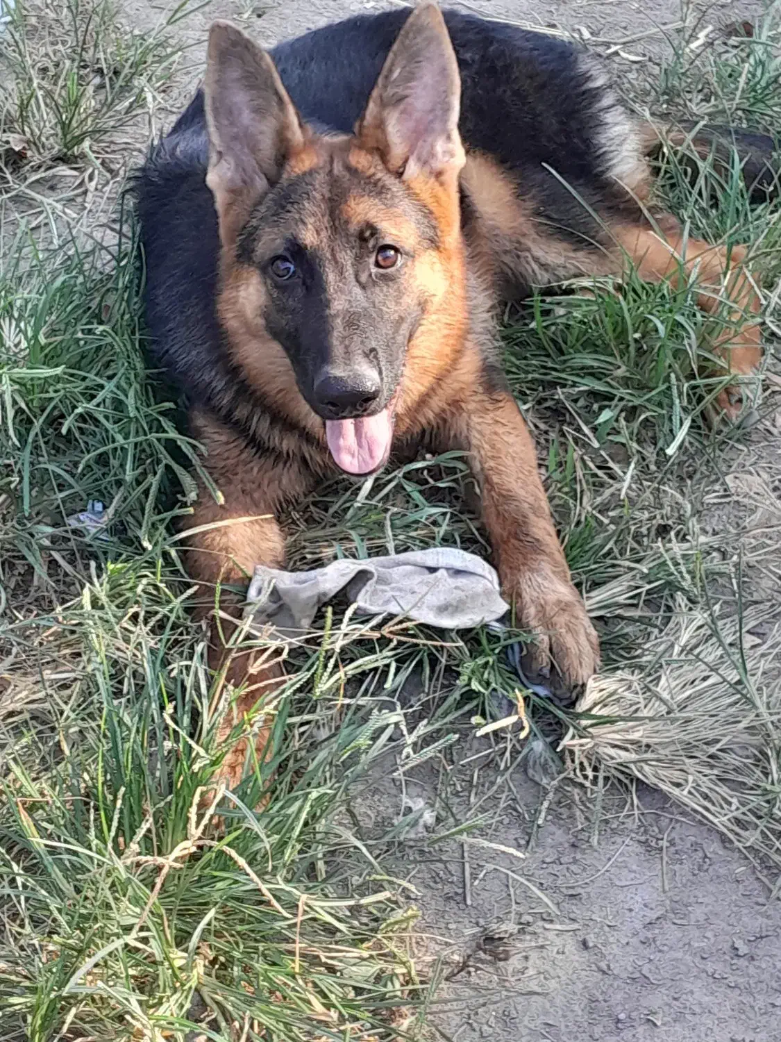 واگذاری سگ|سگ|رشت, حومه رشت|دیوار