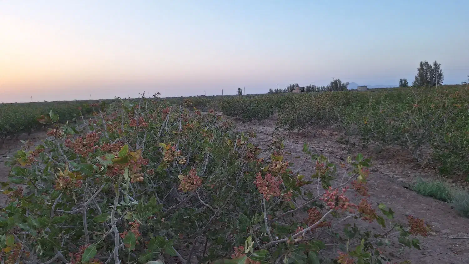 فروش زمین پسته|فروش دفتر صنعتی، کشاورزی، تجاری|کشکوئیه, |دیوار