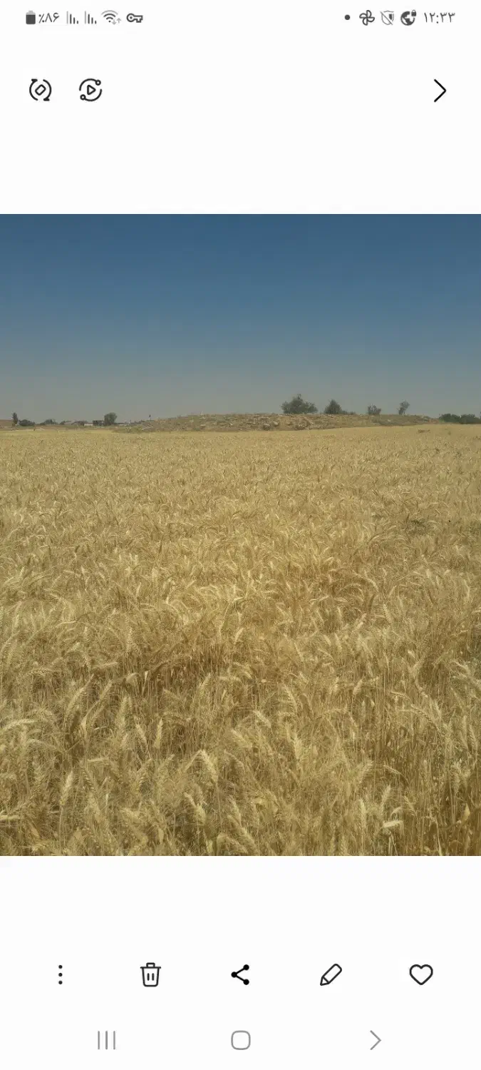 گندم الوند مناسب بذر|خوردنی و آشامیدنی|داران, |دیوار