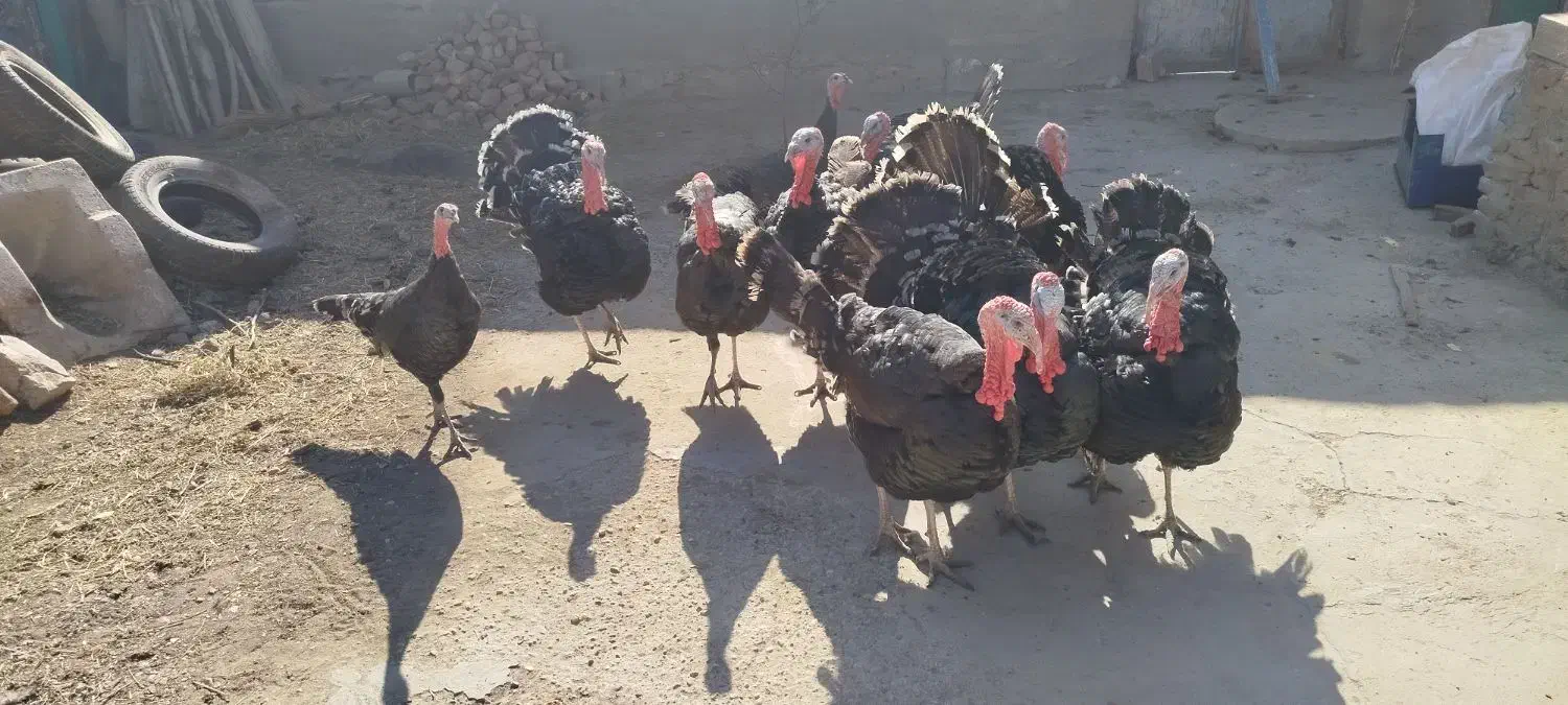 بوقلمون|حیوانات مزرعه|بناب, |دیوار