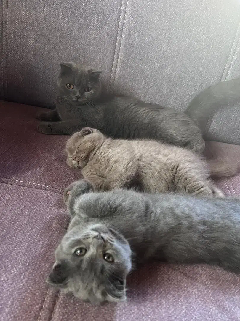 بچه گربه اسکاتیش|گربه|نوشهر, |دیوار