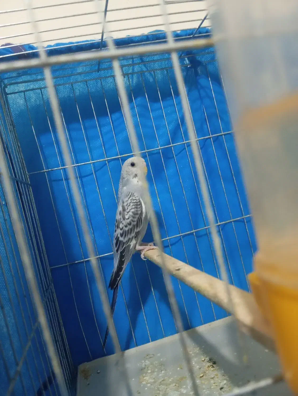 مرغ عشق مولد و دستی|پرنده|ایلام, |دیوار