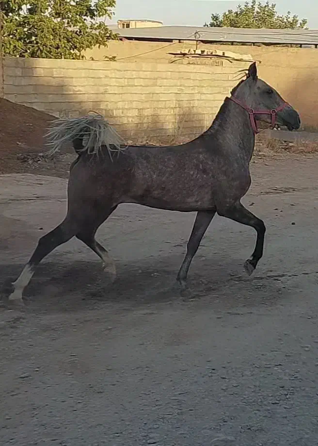 اسب مادیان ترکی خوندار و دمگیر|اسب و تجهیزات اسب‌سواری|شیراز, سجادیه|دیوار