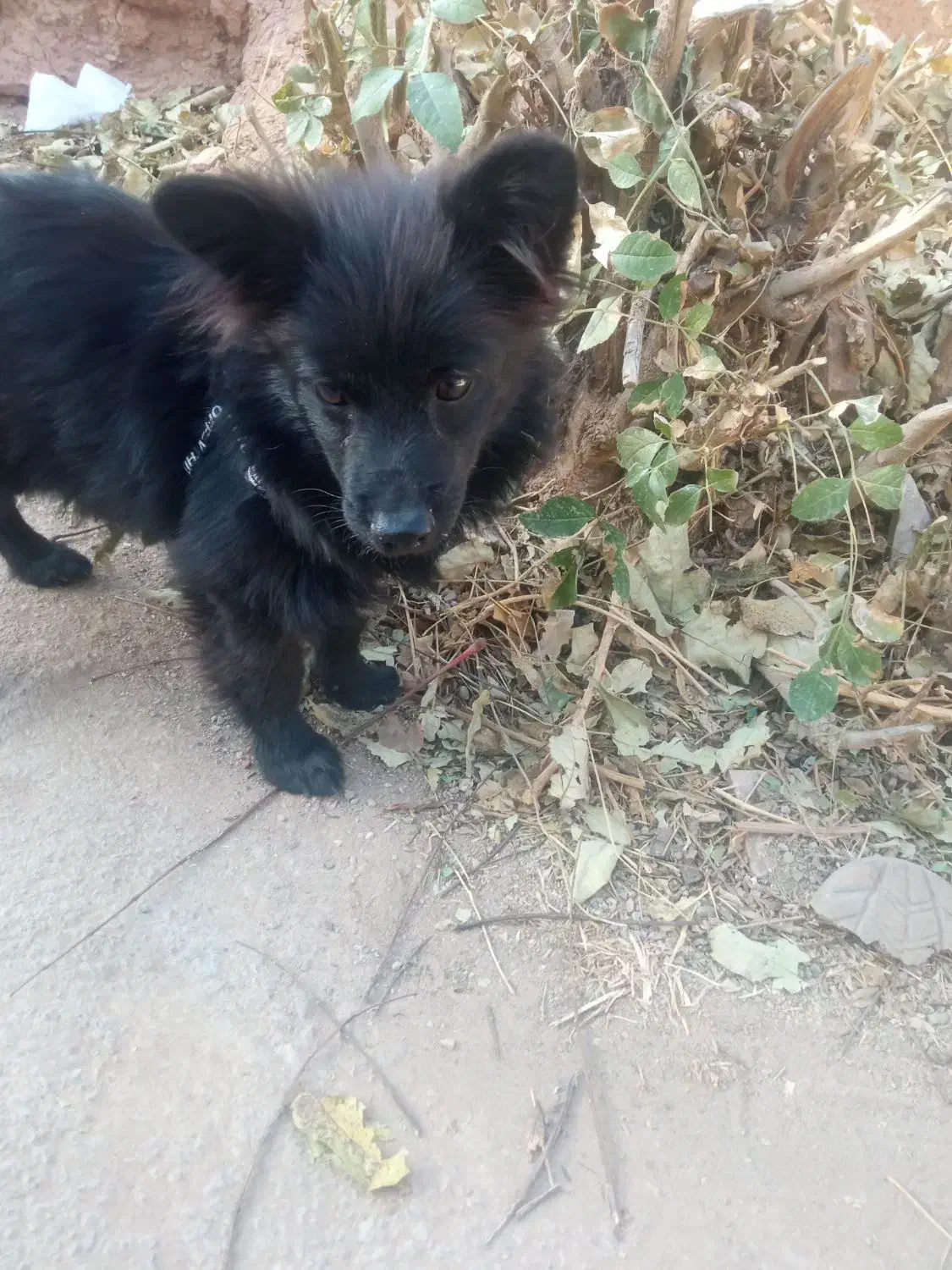 سگ پامرانین روباهی‌|سگ|سمنان, |دیوار