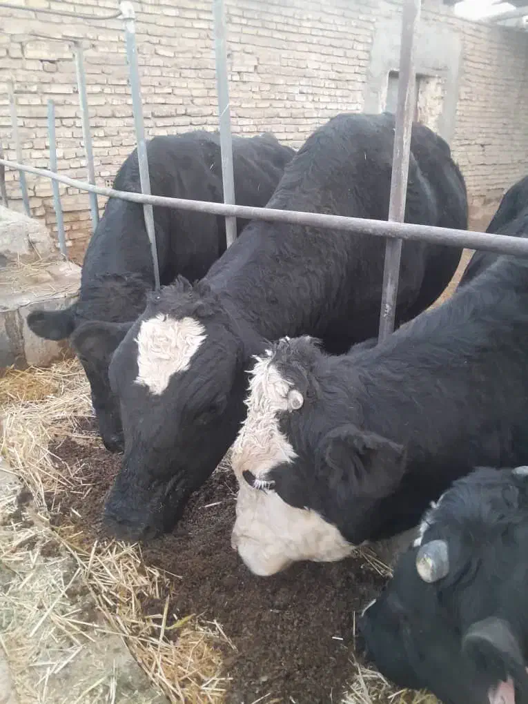 ۳ راس گوساله نر چاق|حیوانات مزرعه|تفت, |دیوار