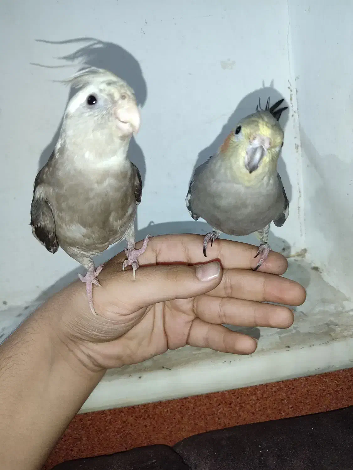 عروس هلندی|پرنده|قم, علی آباد سعدگان|دیوار