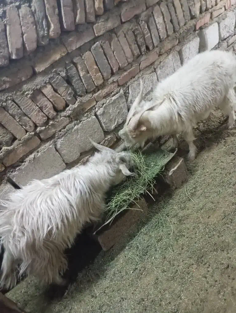 کره|حیوانات مزرعه|کرمان, |دیوار