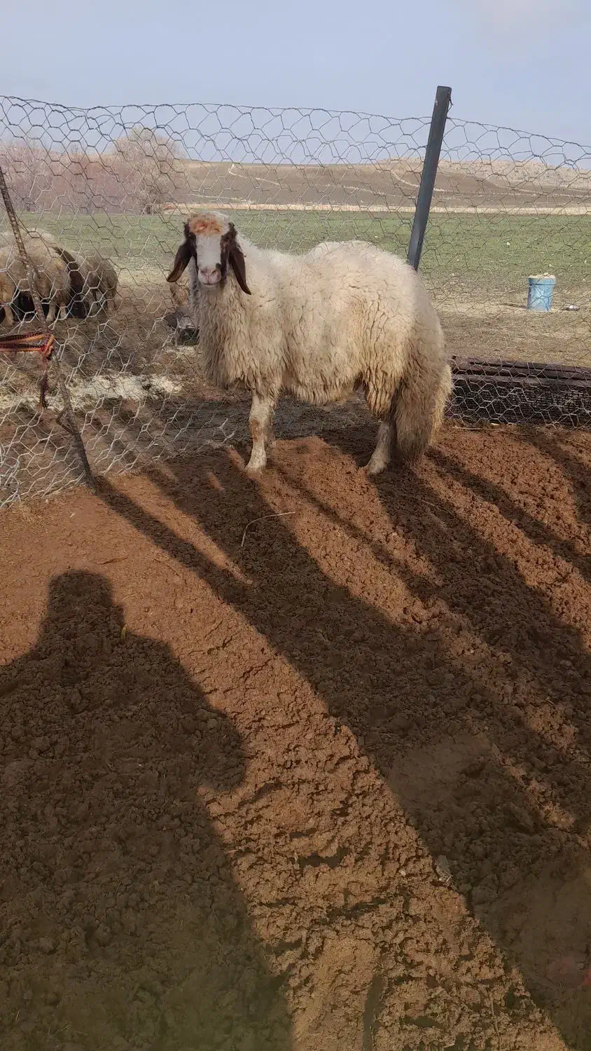 قوچ ،شیشک سنجابی اصیل گوسفند ،گاو|حیوانات مزرعه|ماهیدشت, |دیوار