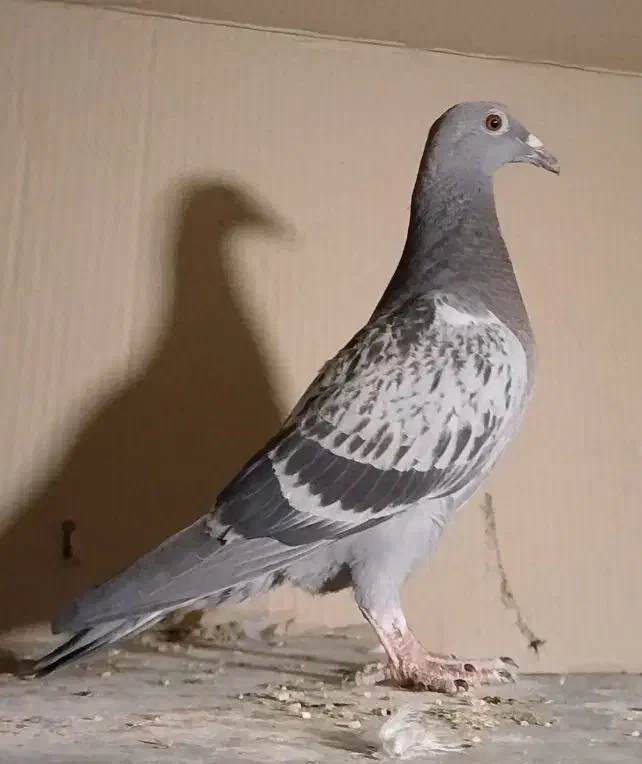 کفتر پلاکی سبز کوهی ونکی جوجه نر وکله سرکه ای ماده|پرنده|شیراز, اصلاحنژاد|دیوار