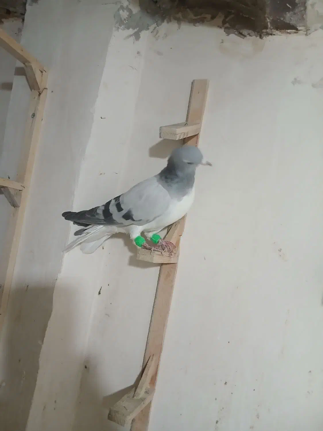 سه عددساده|حیوانات|گنبد کاووس, |دیوار