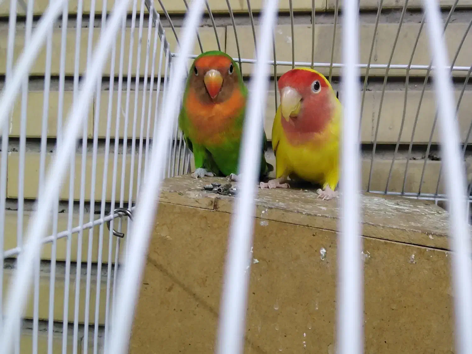 طوطی برزیلی|پرنده|تهران, افسریه شمالی|دیوار