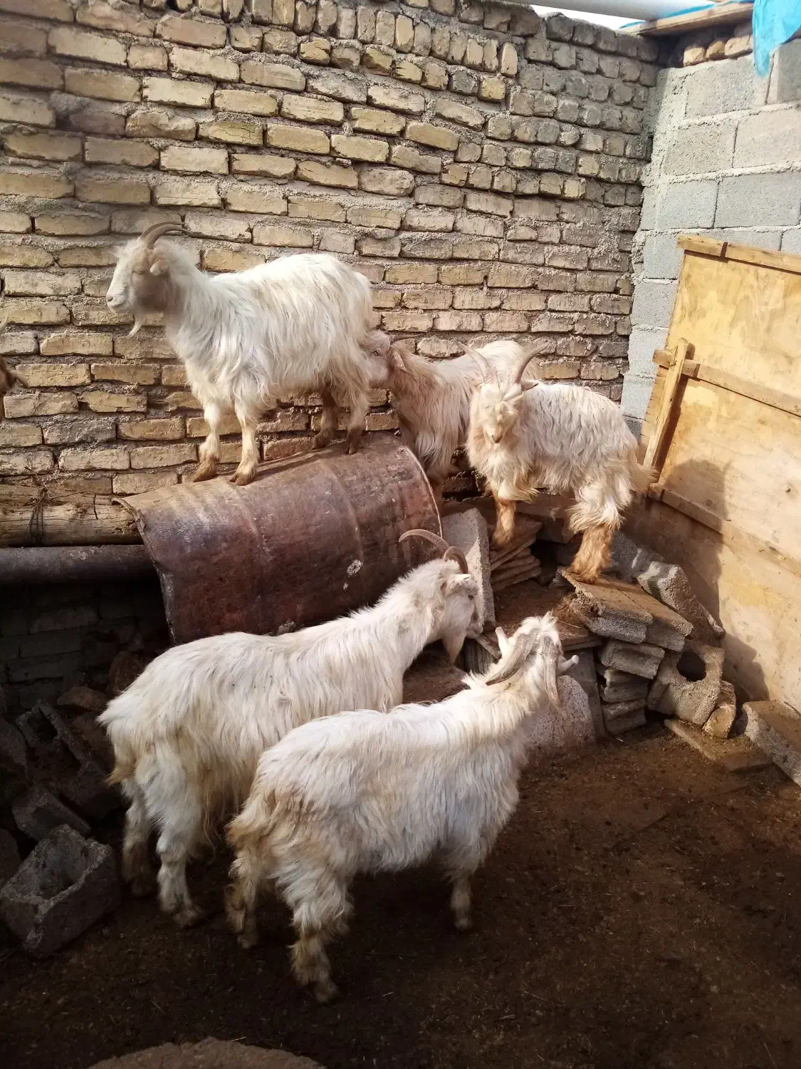 گوسفند زنده|حیوانات مزرعه|رباط‌کریم, رباط‌کریم|دیوار