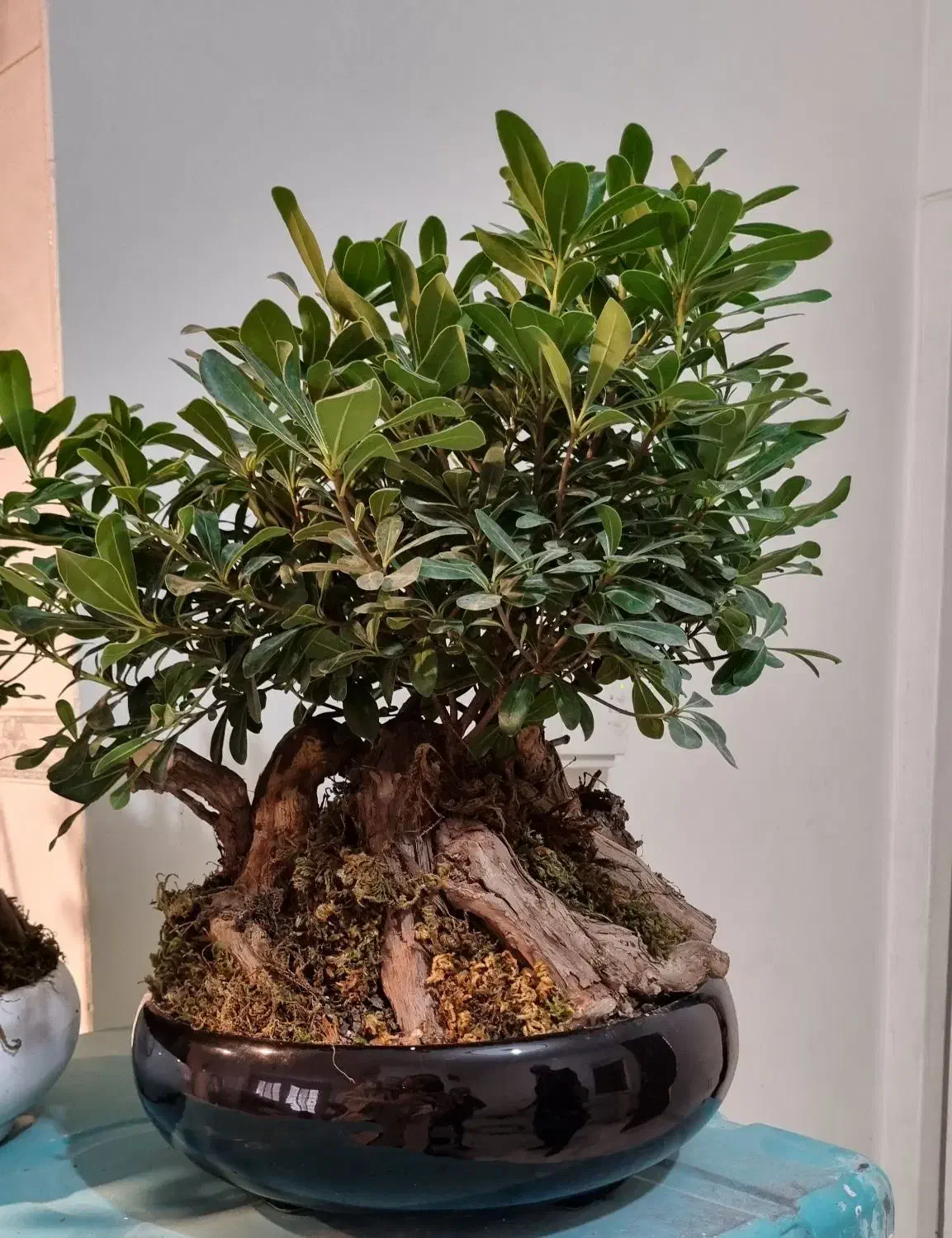 گل بنسای آپارتمانی|گل و گیاه طبیعی|کرج, آق تپه|دیوار