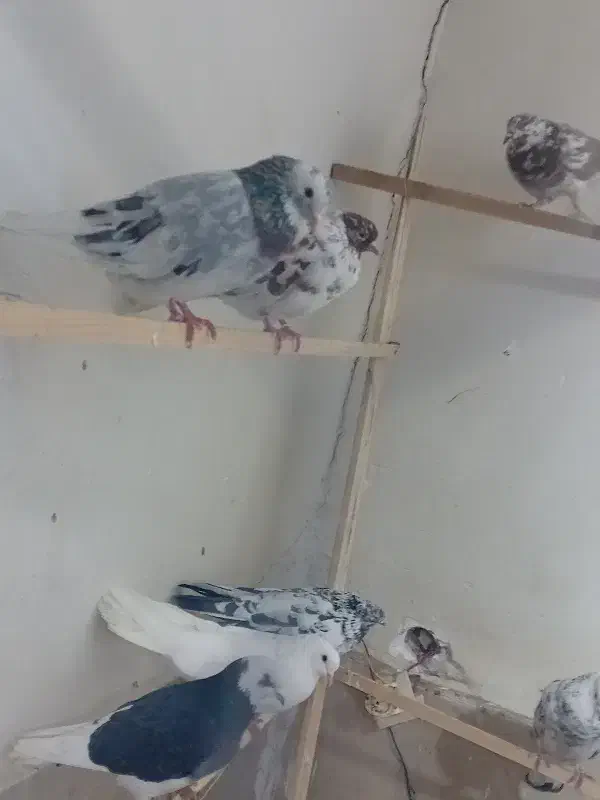 کبوتر|پرنده|شهریار, شهریار|دیوار