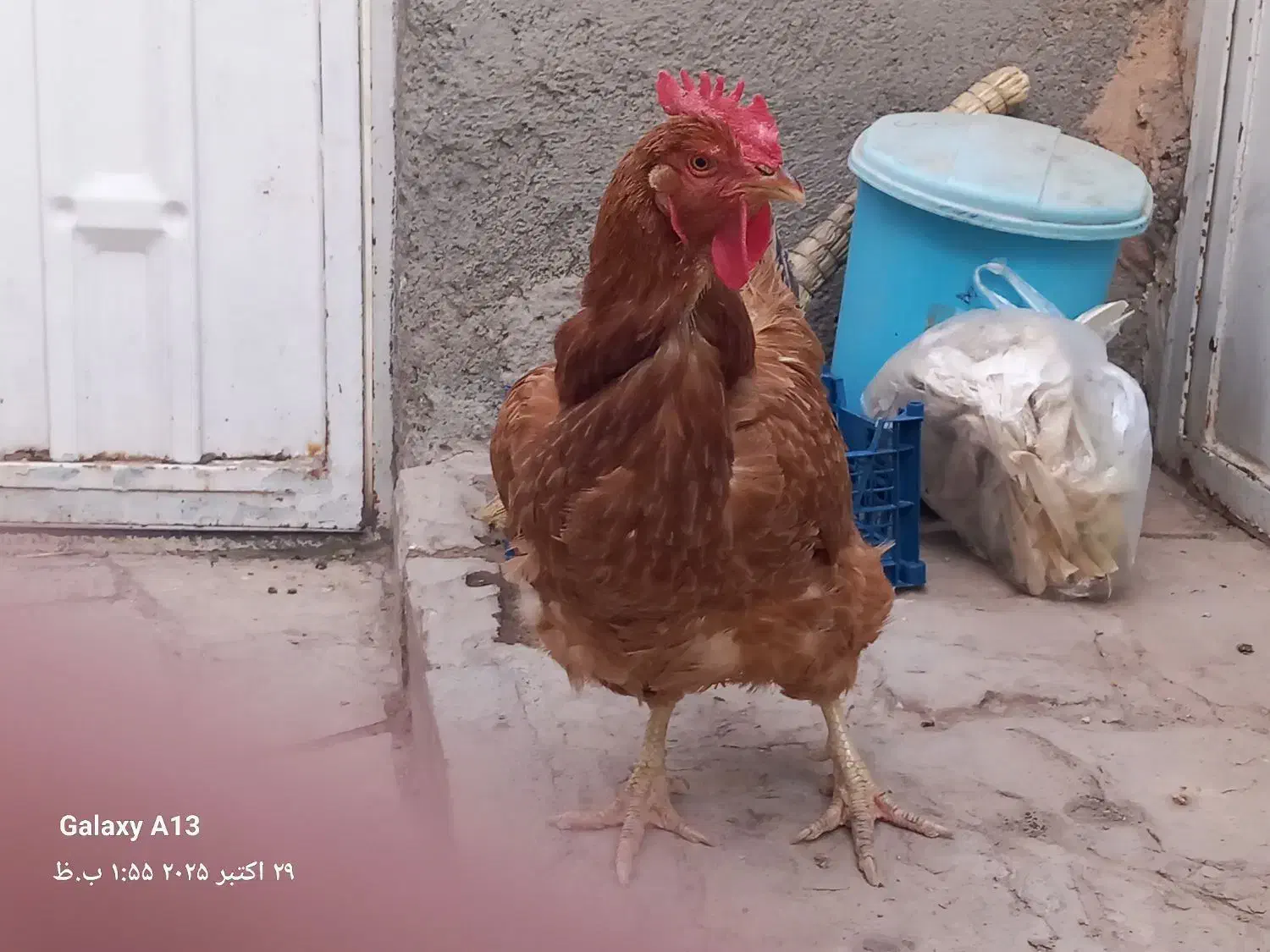 ۳۰۰ هزار تومان|حیوانات مزرعه|سبزوار, ابارش|دیوار