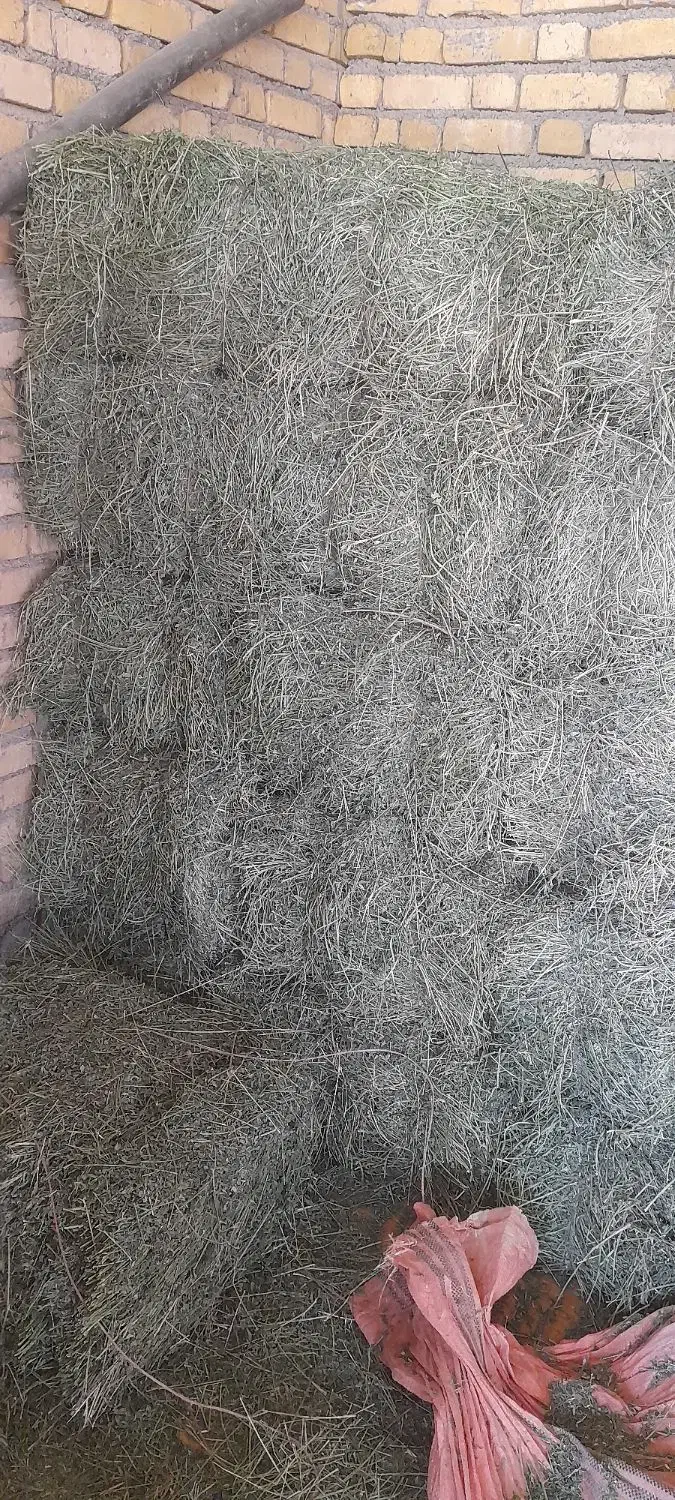 یونجه چرداول|حیوانات مزرعه|زاگرس, |دیوار