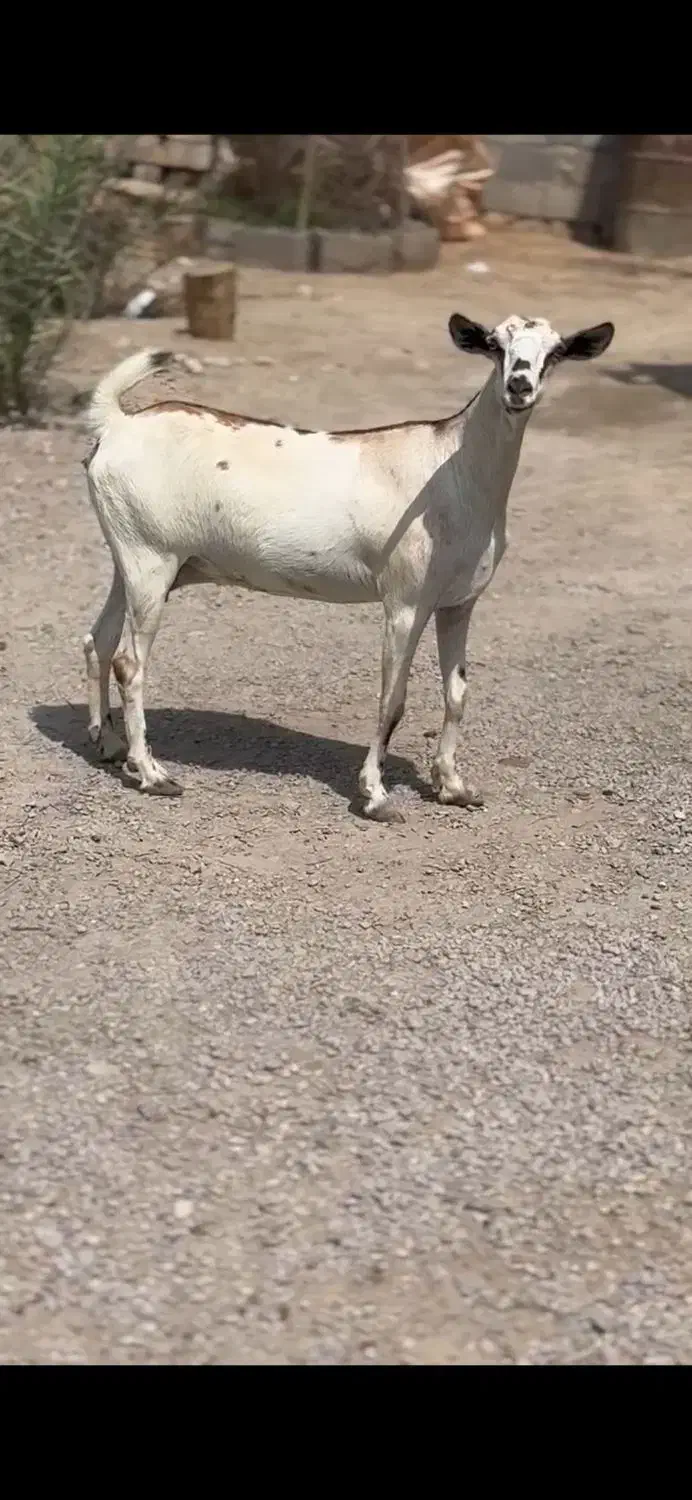 حامله و کوچک|حیوانات مزرعه|سمنان, |دیوار