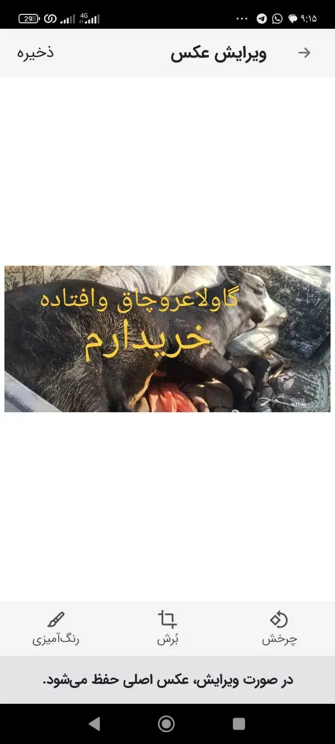 گاو،گوساله|حیوانات مزرعه|خرمآباد, |دیوار