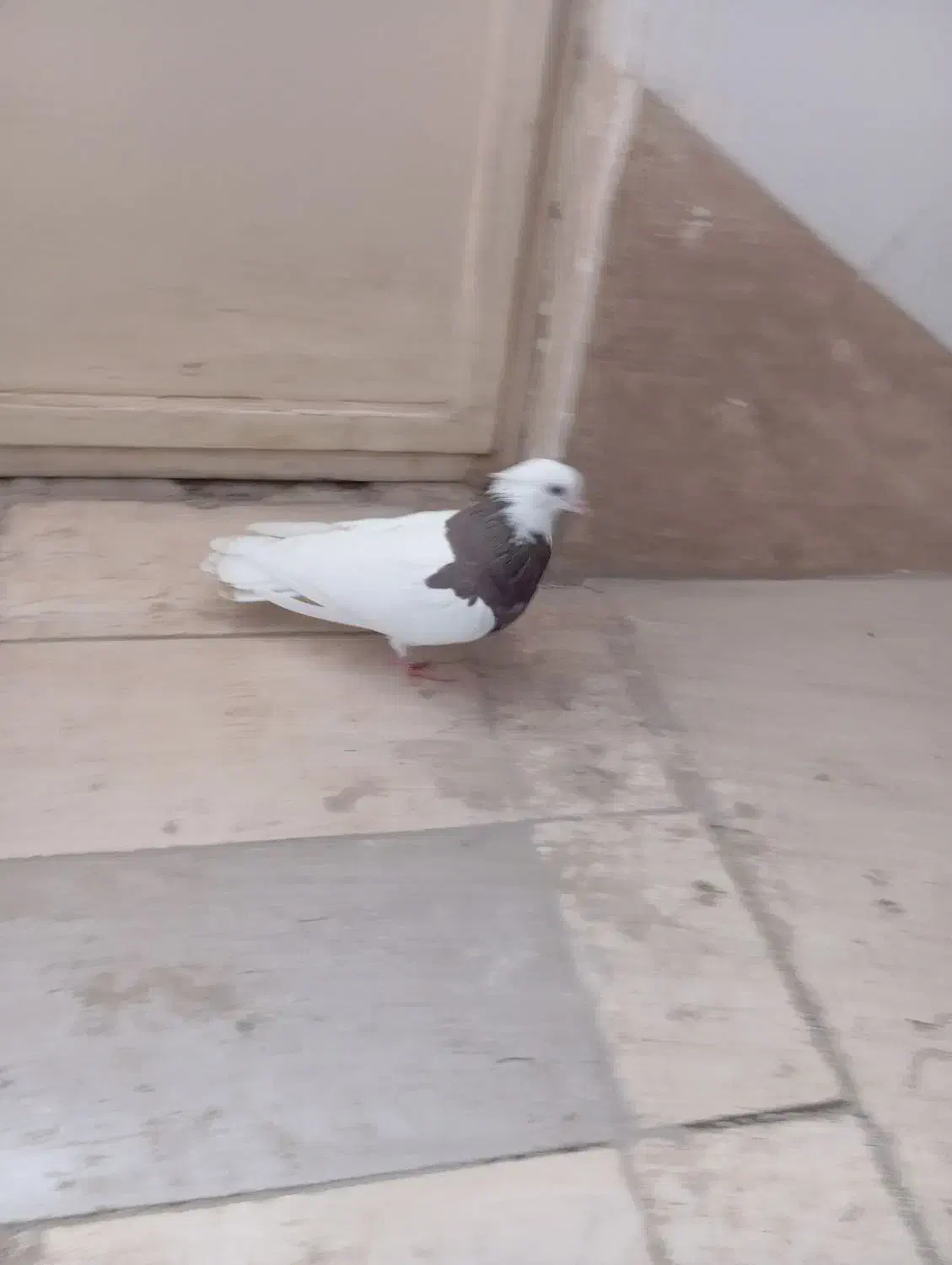 کفتر ماده طوقی در صفادشت|پرنده|صفادشت, |دیوار