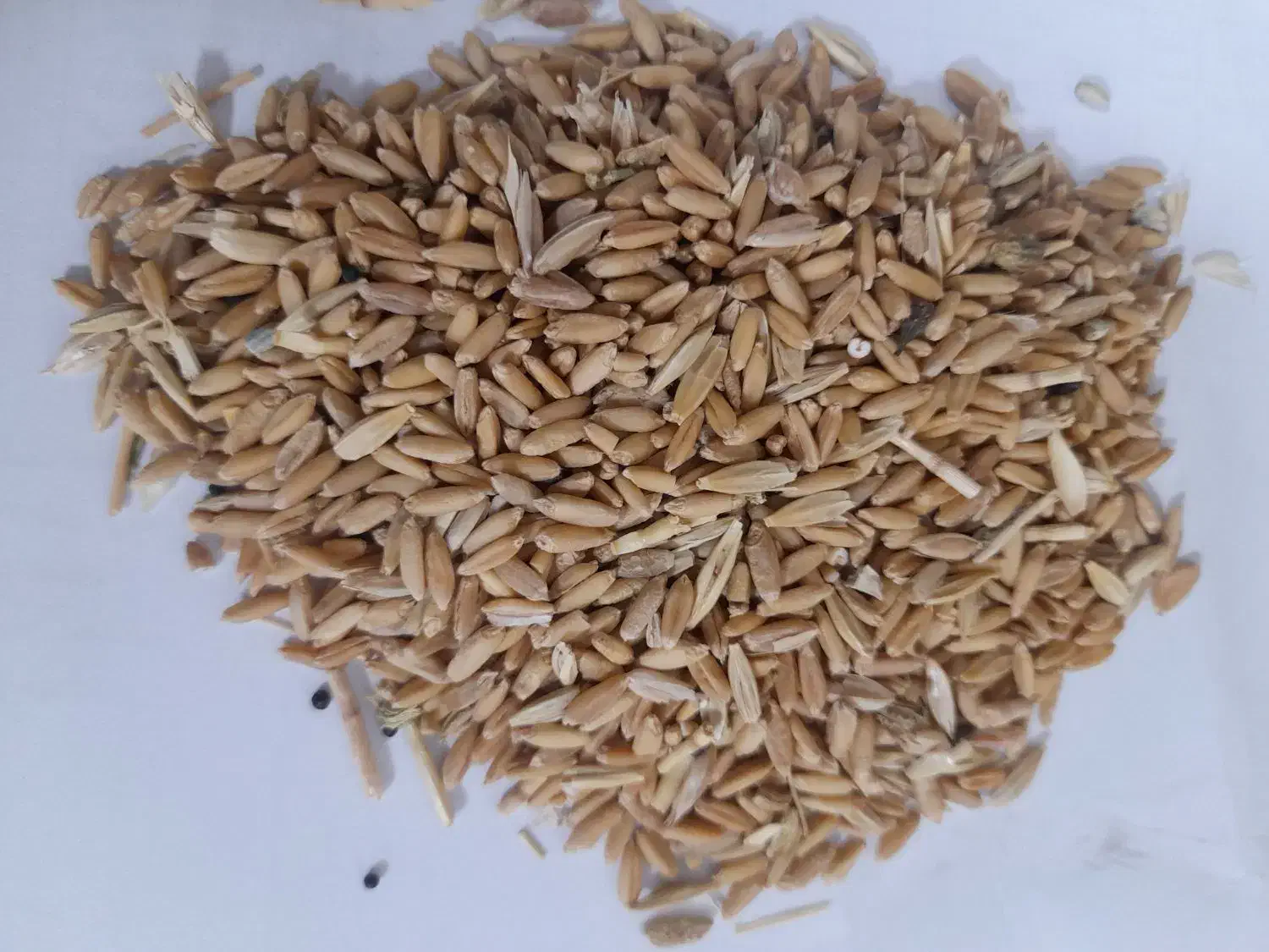 گندم  جو|خوردنی و آشامیدنی|کبودرآهنگ, |دیوار