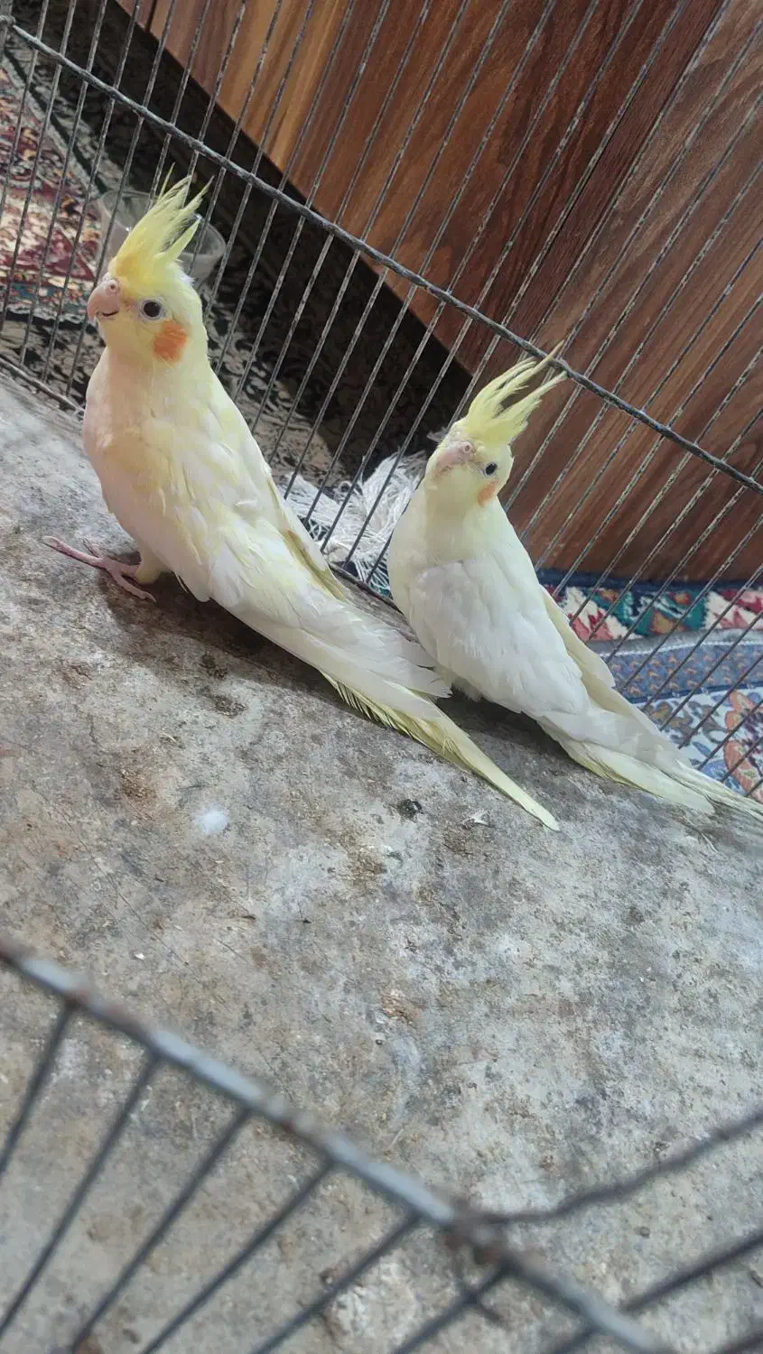 عروس هلندی|پرنده|زاهدان, |دیوار