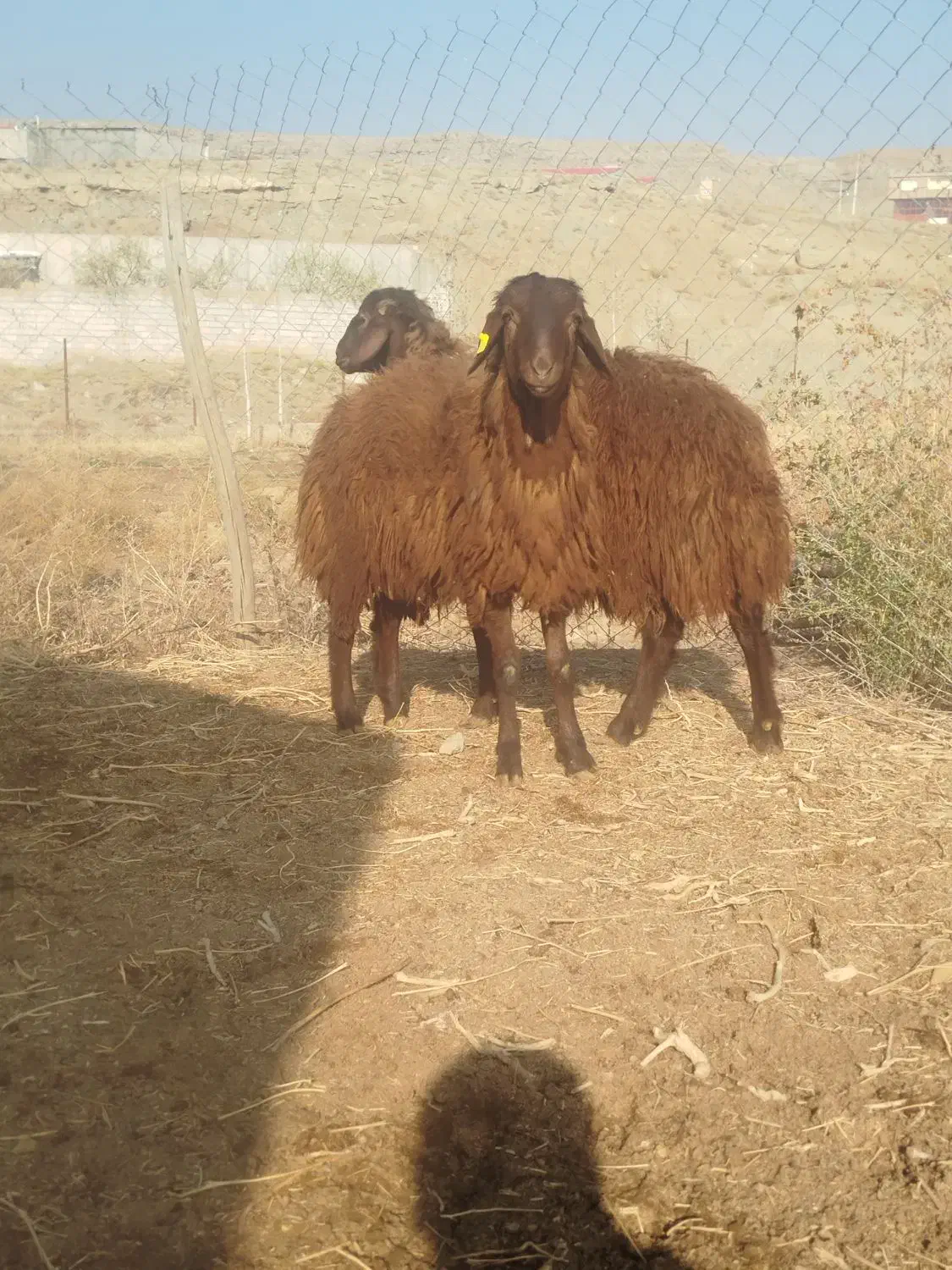 گوسفند و بره نر قزل|حیوانات مزرعه|تبریز, |دیوار