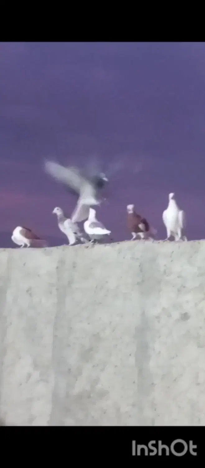 20 تا ی بوم|پرنده|قزوین, |دیوار