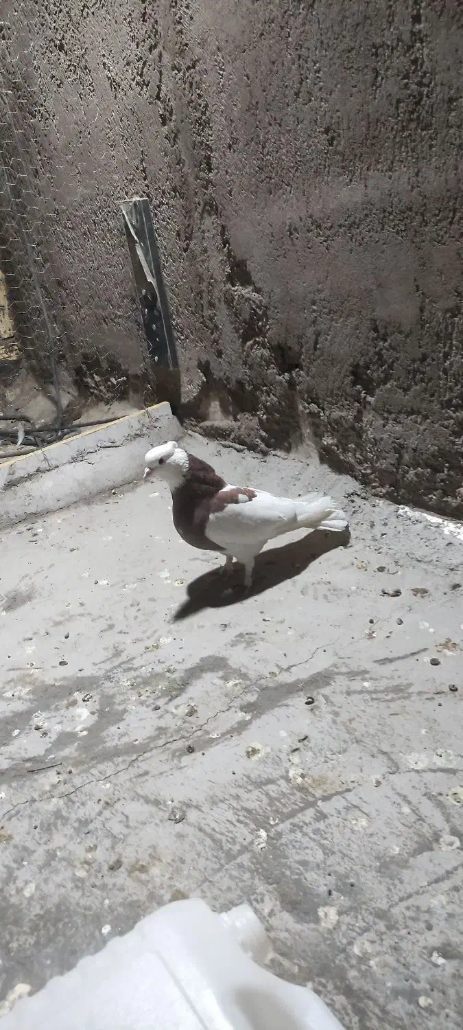 طوق پشدارنر کلاهی پلاکی نر|پرنده|بم, |دیوار