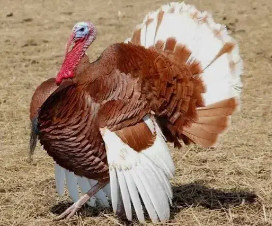 تخم نطفه دار بقلمون بوربون ،نژاد برتر|حیوانات مزرعه|بجنورد, |دیوار