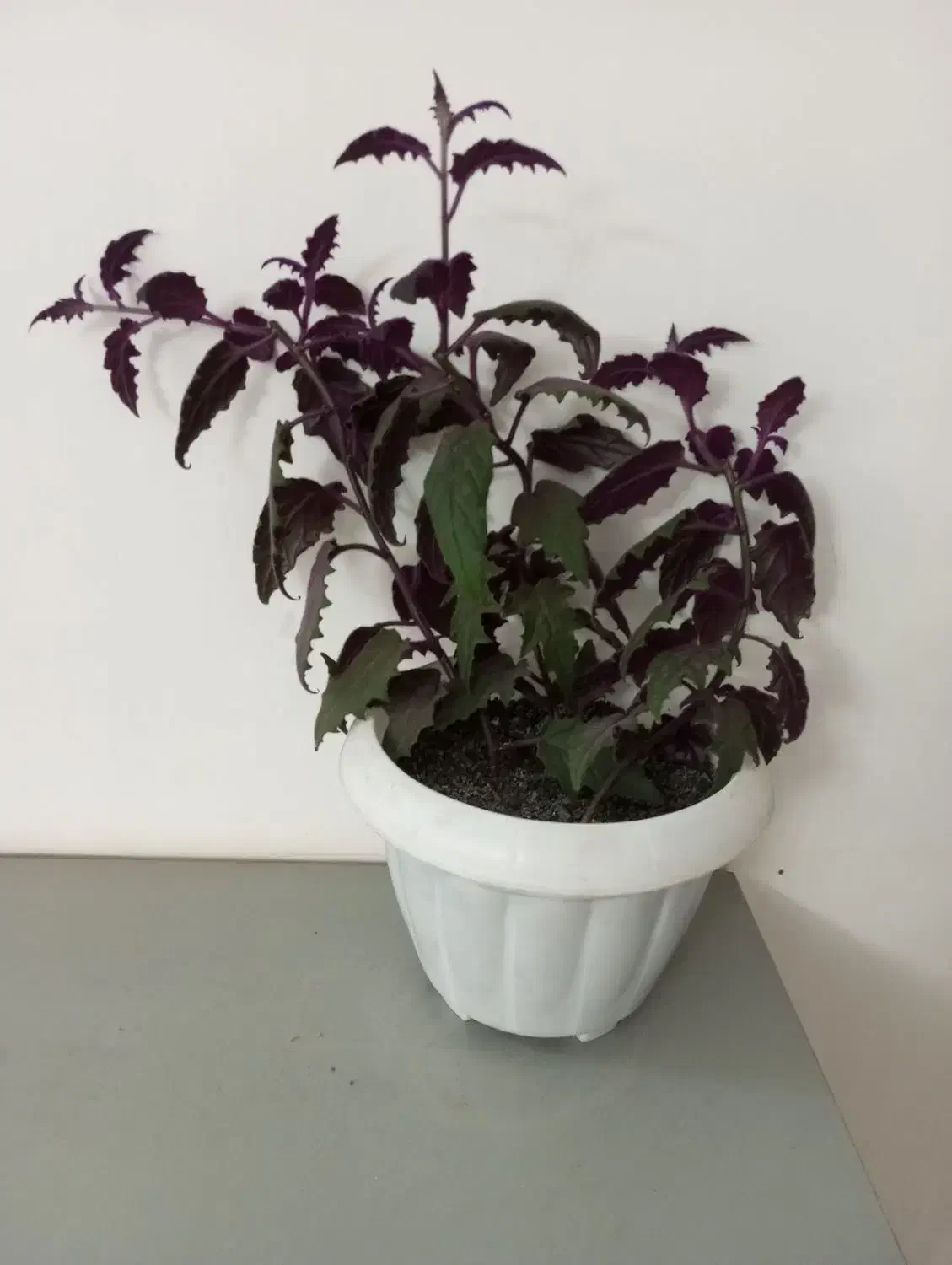 گل و گیاه|گل و گیاه طبیعی|نیشابور, شریعتی|دیوار