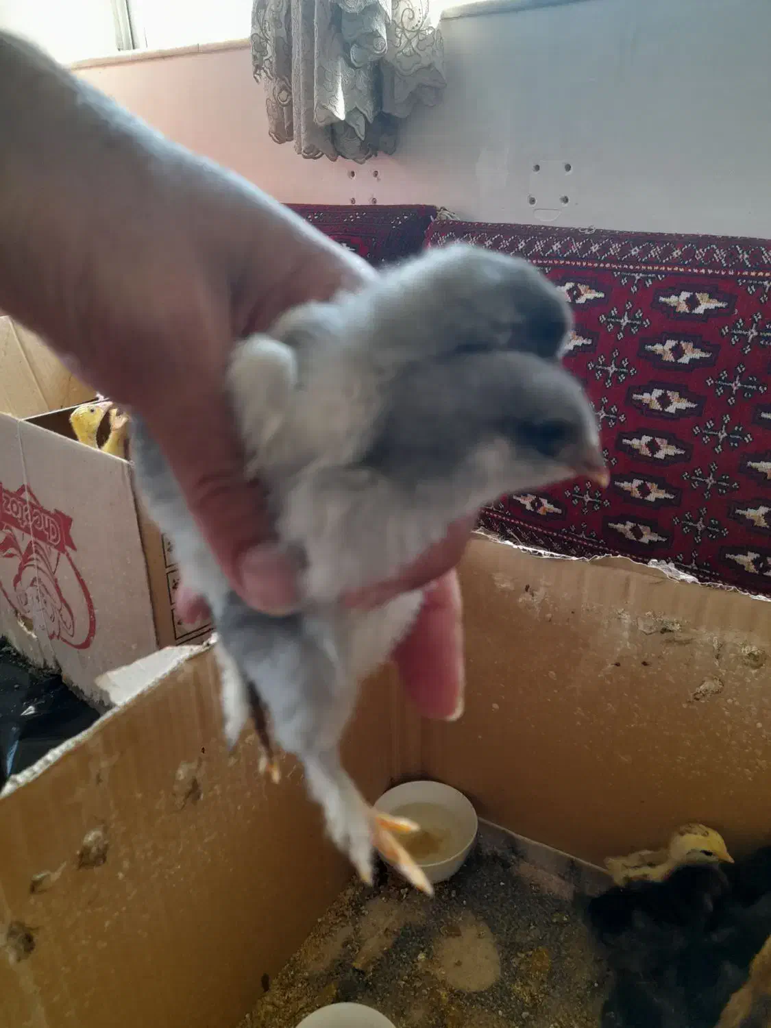 ۱۲ تا جوجه سر حال|حیوانات مزرعه|هادی شهر, |دیوار