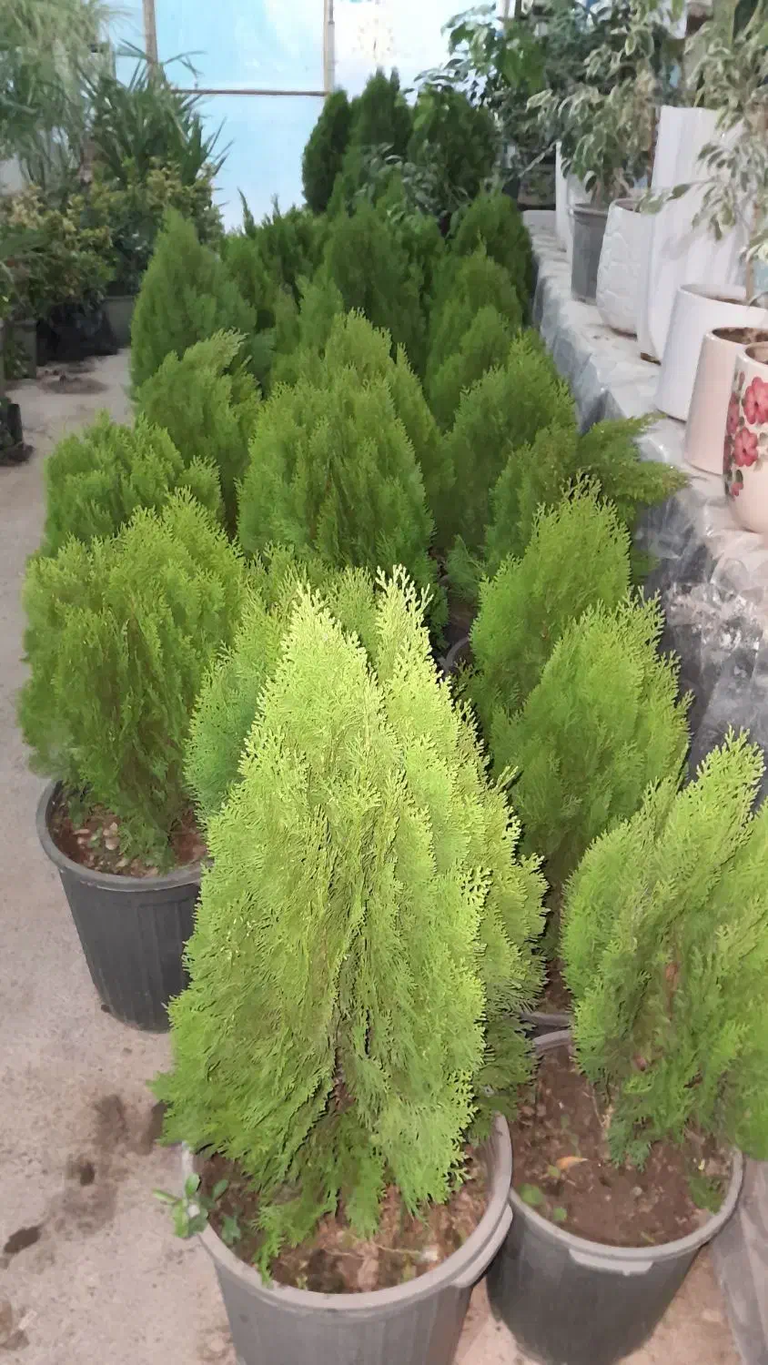 فروش سرو های توپی وخمره ای|خدمات باغبانی و درختکاری|مشهد مرغاب, |دیوار