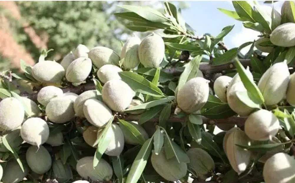 توزیع نهال بادام شمشیری یکساله به قیمت ۵۰ ت|خدمات باغبانی و درختکاری|آران و بیدگل, |دیوار