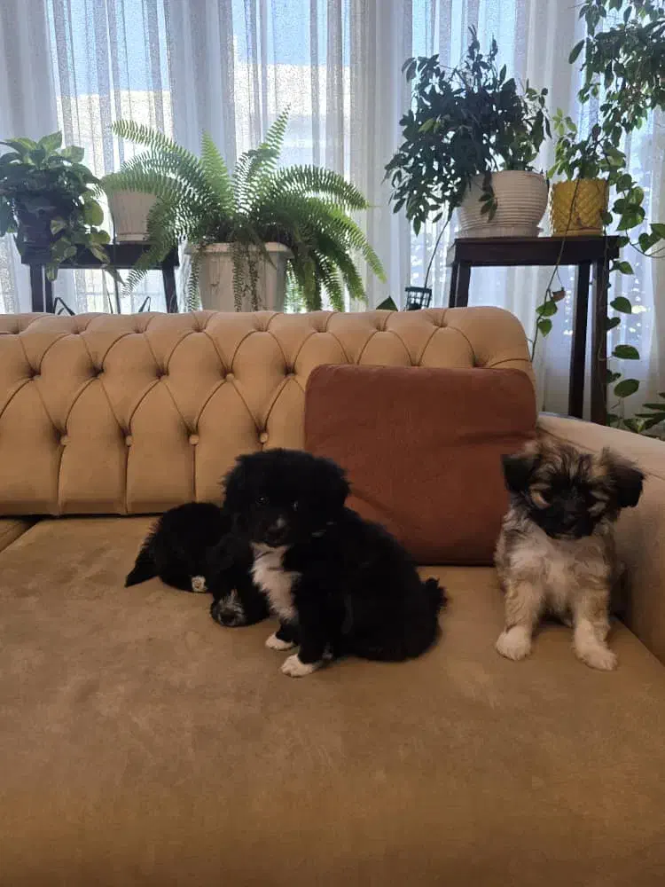 واگذاری سگ شیزو تریر|سگ|کرج, فاز ۲ مهرشهر|دیوار